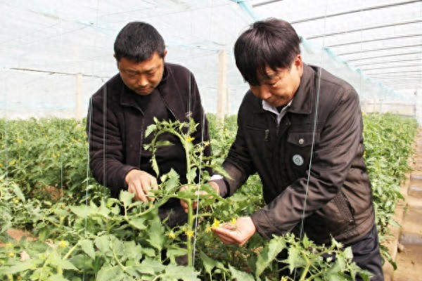 河南省科技特派员基层传授大棚蔬果管理经验 助力卫辉乡村振兴