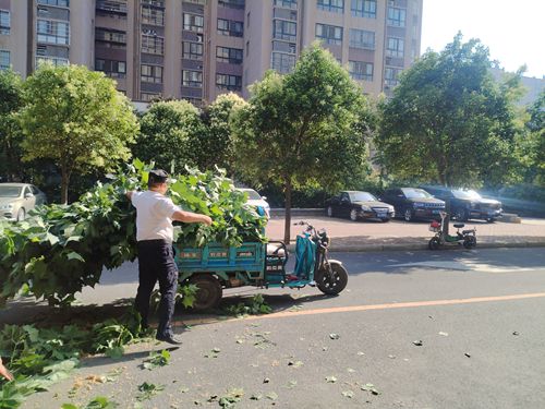 树枝占道堵路,郑州市上街巡防暖心清障获好赞